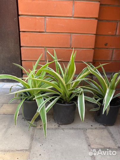 Хлорофитум