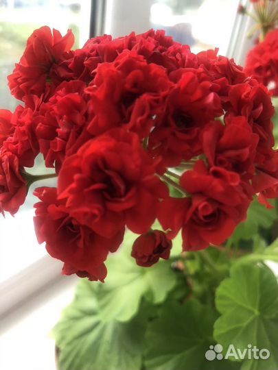 Продам комнатные и многолетние цветы для сада