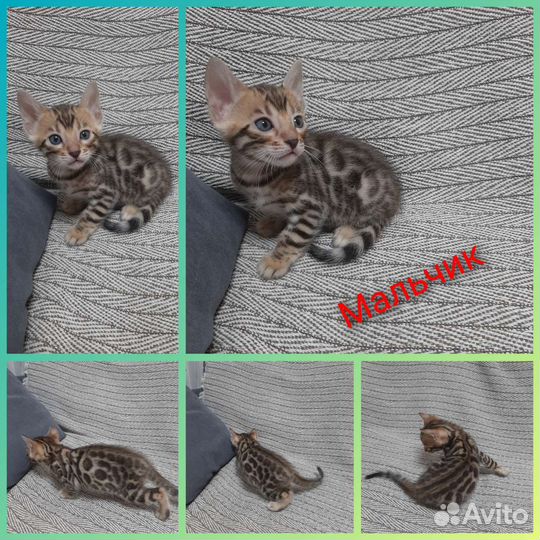 Бенгальские котята