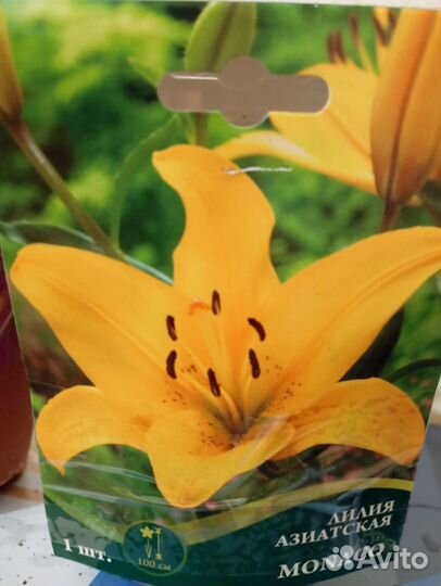 Лилия сортовая
