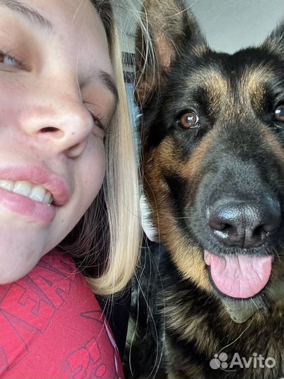 Домашняя передержка