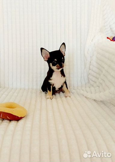 Бесподобный мальчик