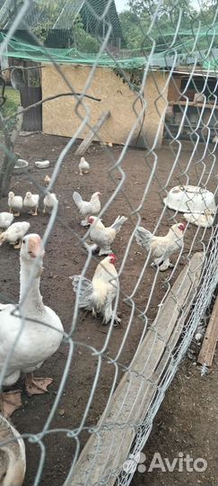 Куры,гуси,утки