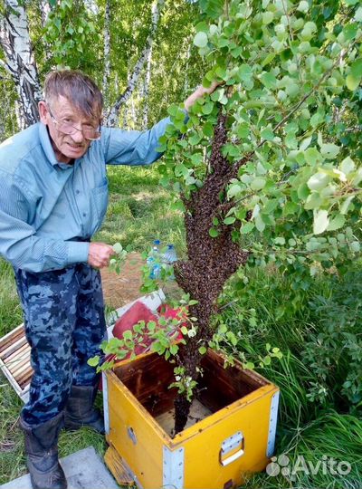 Продажа пчел