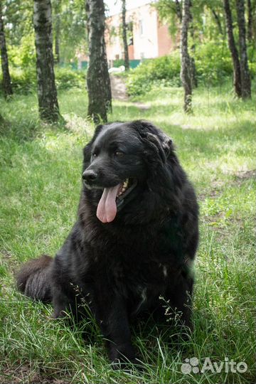 Атос - мохнатое чудо