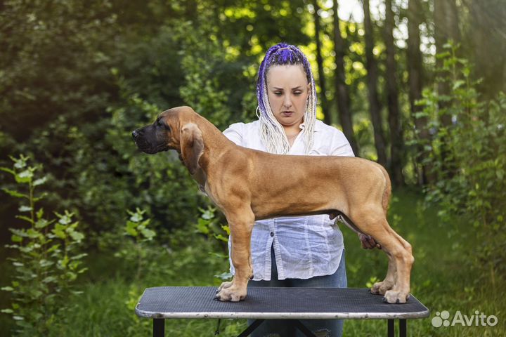 Щенки немецкого дога