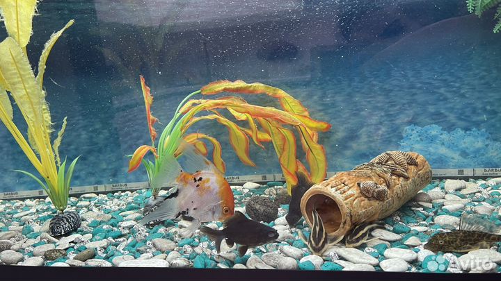 Аквариумные рыбы 