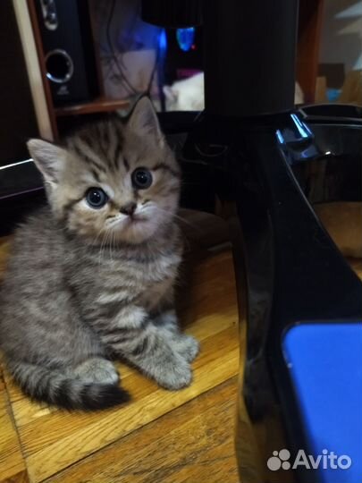 Шотландские котята