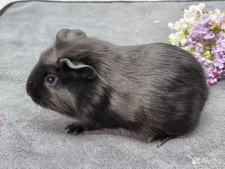 Морские свинки