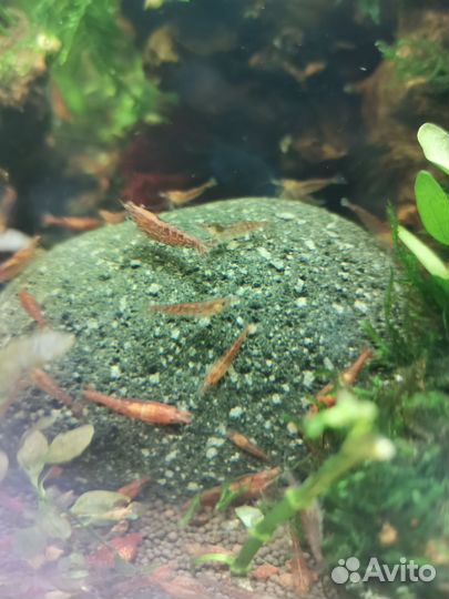 Креветки Вишня