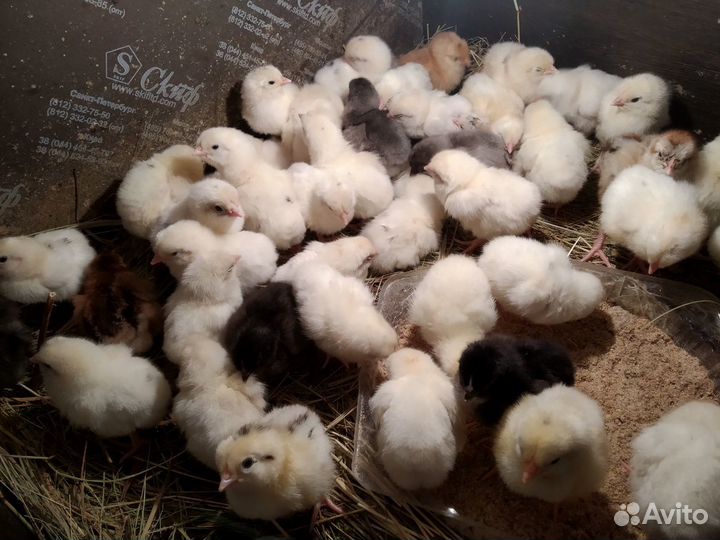 Цыплята кур несушек