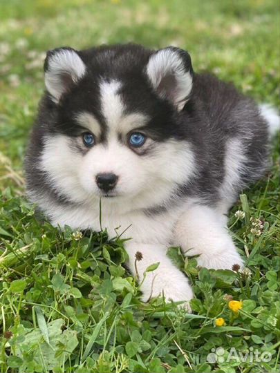 Той размер помски- померанский мини хаски