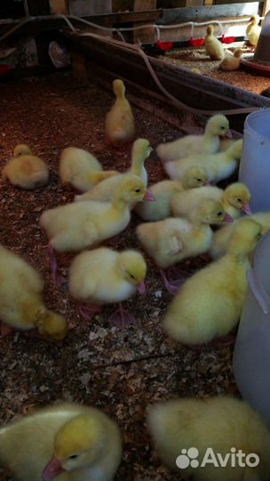 Гусята гусь гуси