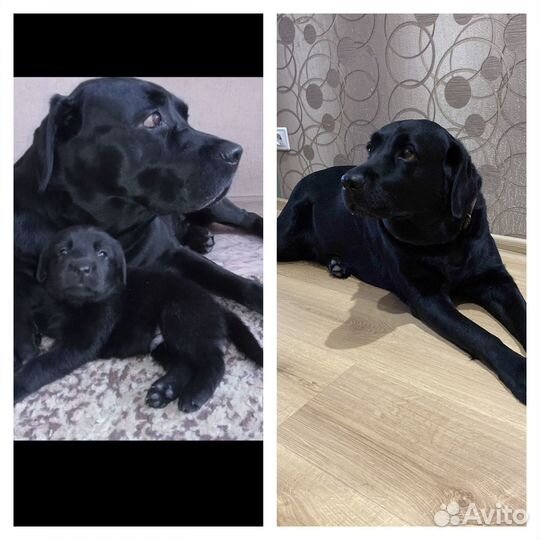 Лабродоры щенки