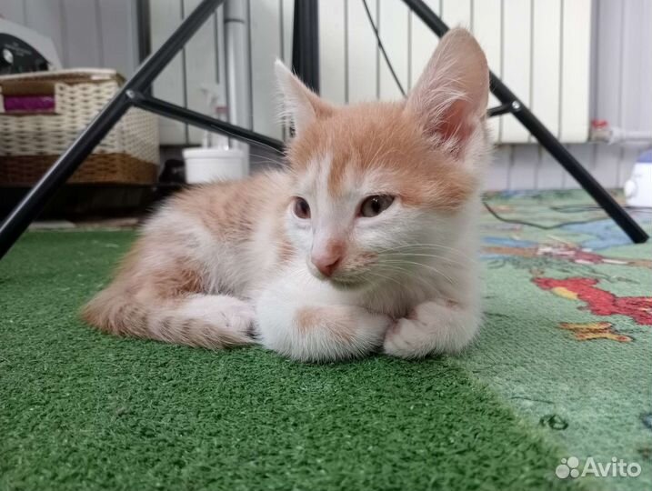 Кошка в дар бесплатно