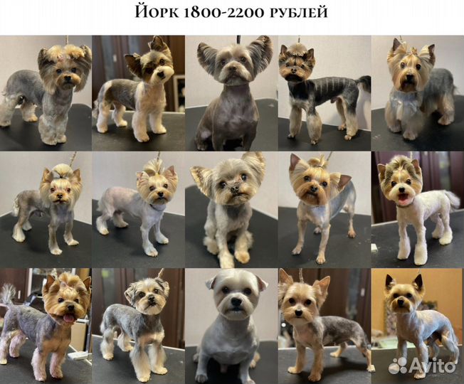 Стрижка собак декоративных пород