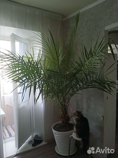 Пальма финиковая