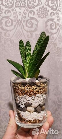 Суккуленты 7