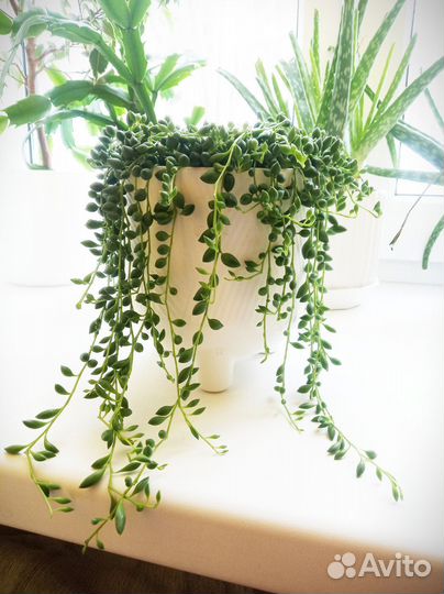 Крестовник Геррейна (Senecio herreianus)