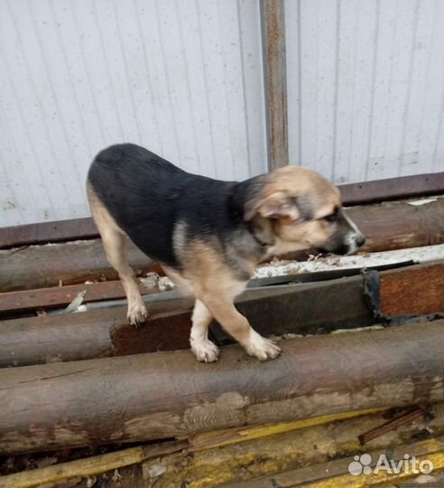 Собака 6 мес Амели