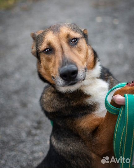Домашний воспитанный и умный пес ищет семью