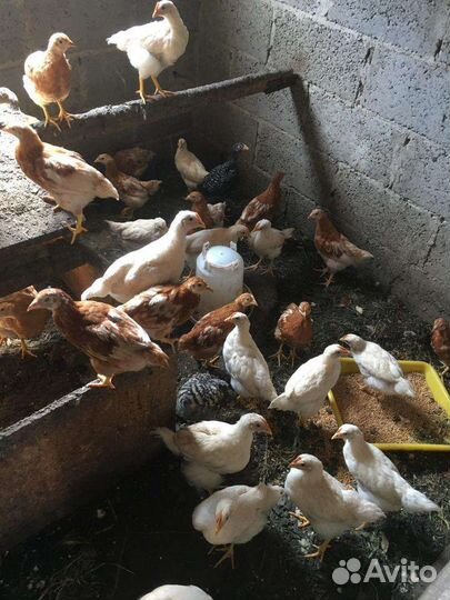 Несушки молодки