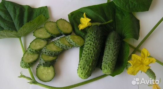 Семена огурцов Герман