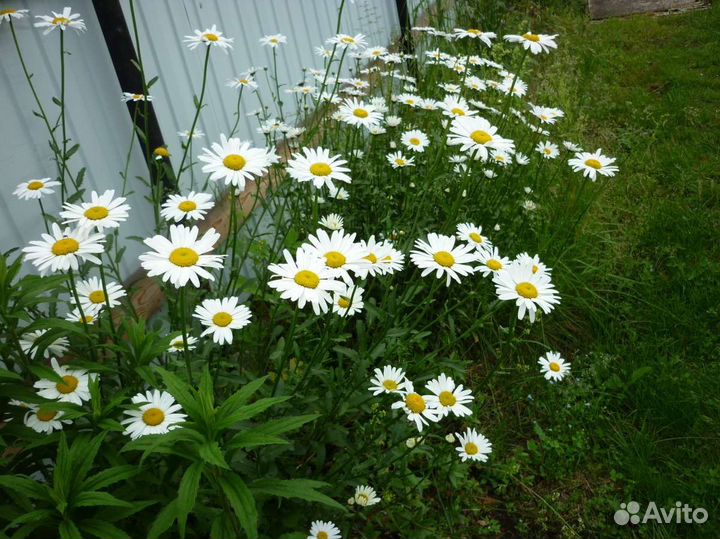 Многолетки