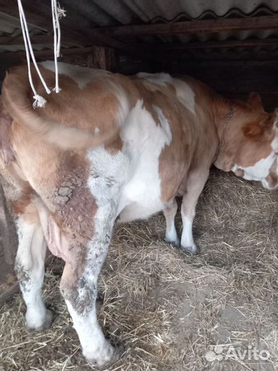 Корова на мясо