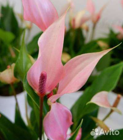 Сортовые антуриумы