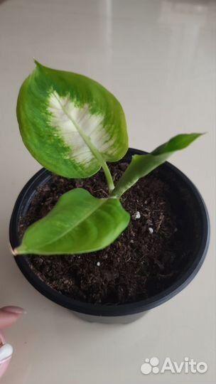 Диффенбахия Камилла