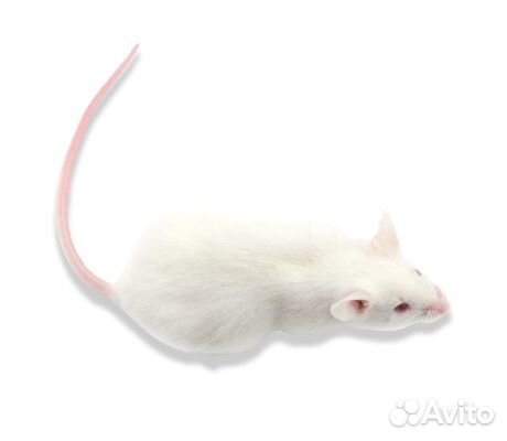 Кормовые мыши/крысы