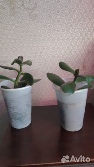 Хлорофитум по 3шт, денежное дерево укорененные