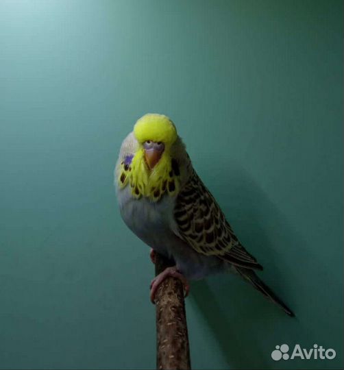 Волнистые попугаи