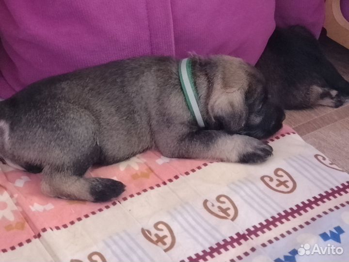 Цвергшнауцер щенки перец с солью