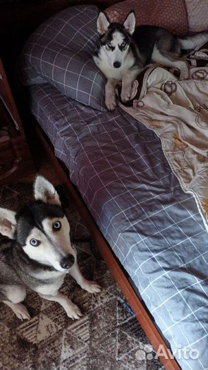 Продам щенка девочку Хаски