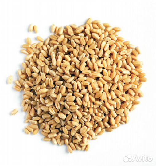 Зерно пшеница 3 класс