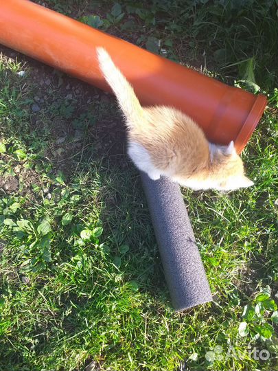 Котёнок-мальчик