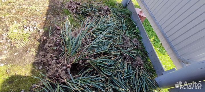 Чеснок деревенский