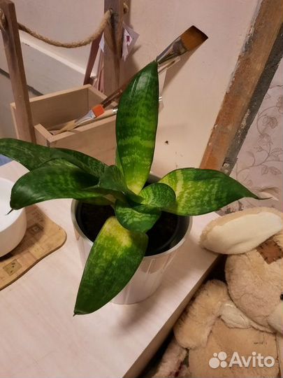 Сансевиерия