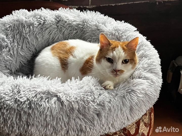 Стерилизованная рыжая кошка в добрые руки