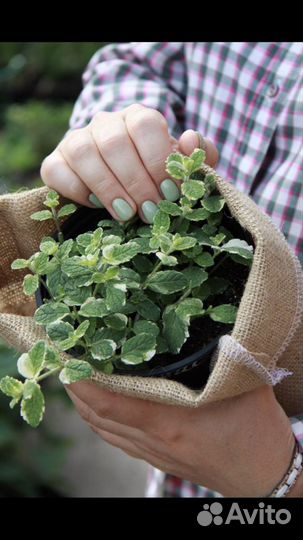 Мята 150 сортов новинки