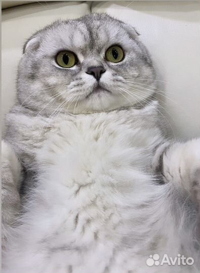 Шотландский кот вязка