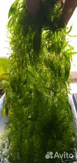 Аквариумные растения