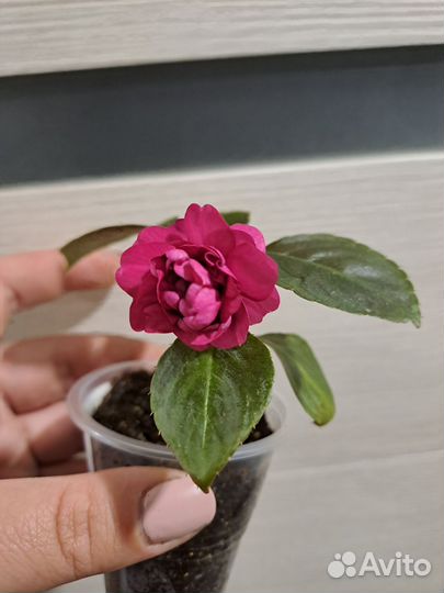 Продам сортовые Бальзамины