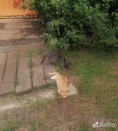 Котята в добрые руки бесплатно