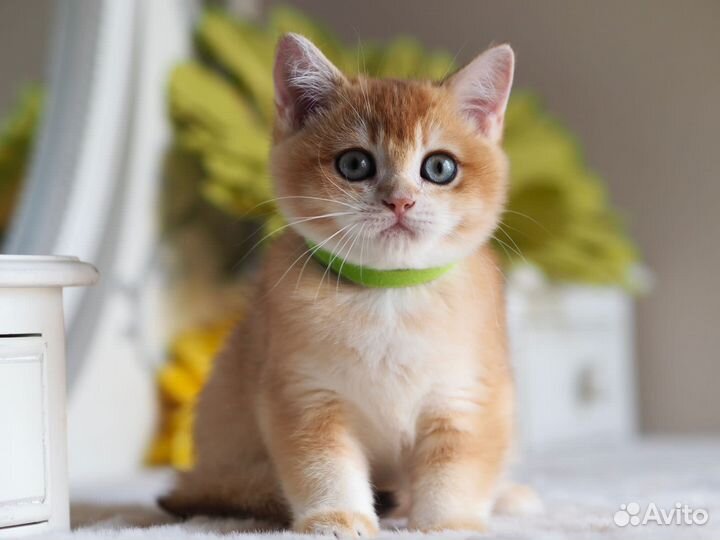 Котёнок. Мальчик. Британская золотая шиншилла