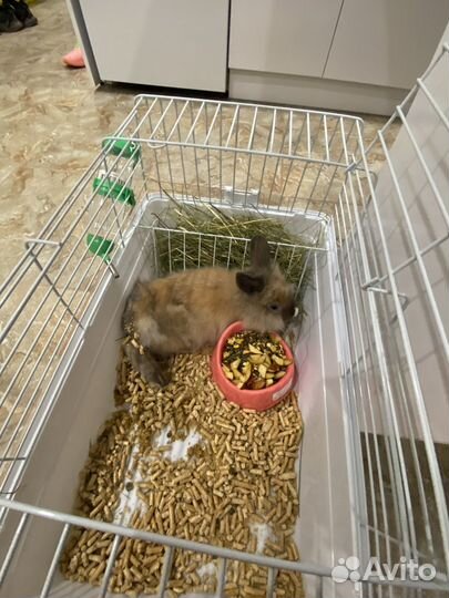Декоративные кролики