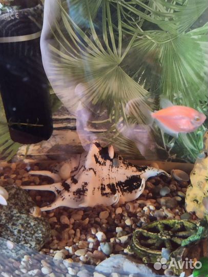 AguaPlus. На 50 литров