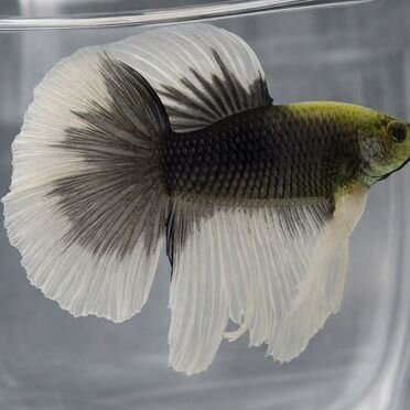 Рыбка петушок самец